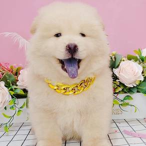 Chow Chow