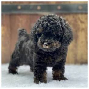 Toy poodle