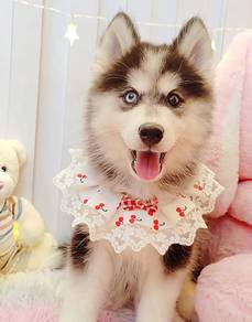 Husky
