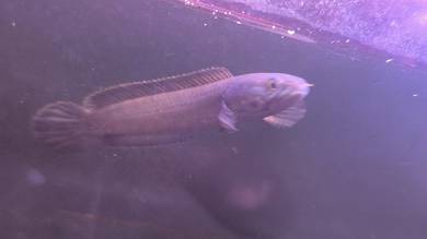 Channa Limbata 