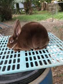 Arnab minirex