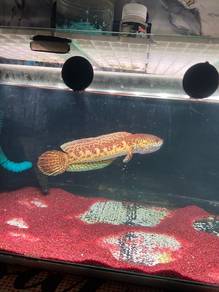 Channa auranti/cobra