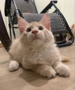 Cream Maine Coon