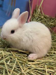 Netherland Dwarf