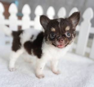 CHIHUAHUA PUPPIES 212 🌷Head Apple Cute Dog