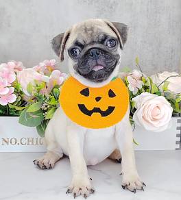 Pug