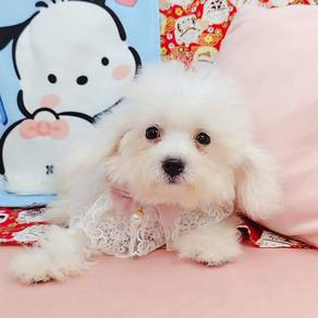 Bichon Frise