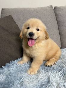 Golden retriever puppy