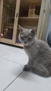 British shorthair lilac