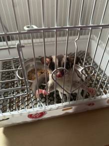 sugar glider (female)