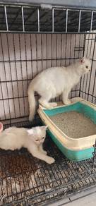 Cat for sale