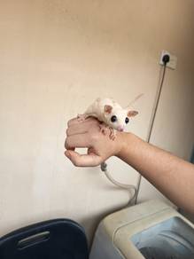 Sugar glider leucistic