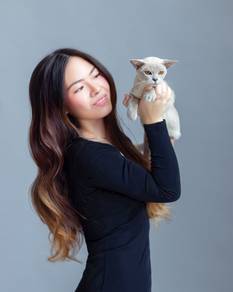 Rare EUROPEAN BURMESE LILAC Female