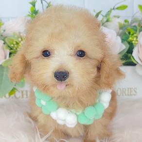 Poodle