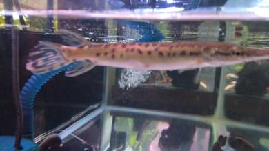Alligator gar 5-6inci