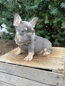 GQQ3030 French Bulldog lilac tan haired puppy