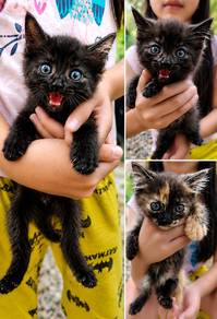 cat kitten mix