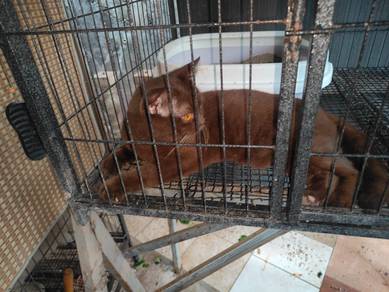 Kucing British Short Hair BSH