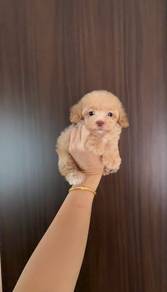 Champagne poodle puppy