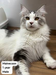 Mainecoon Untuk Dijual !!
