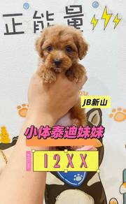 Tiny Poodle Female