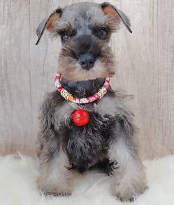 Schnauzer