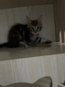 rehome mainecoon 