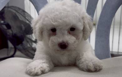 Bichon 比熊