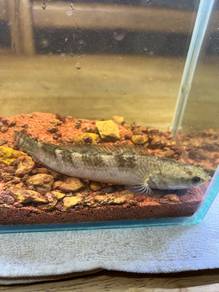 Ikan chana limbata