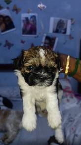 Shih Tzu Newborn female pups for sale. 