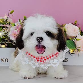 Shih Tzu