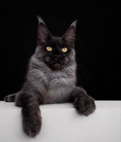 Maine Coon NS