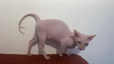 sphynx