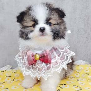 Pomeranian