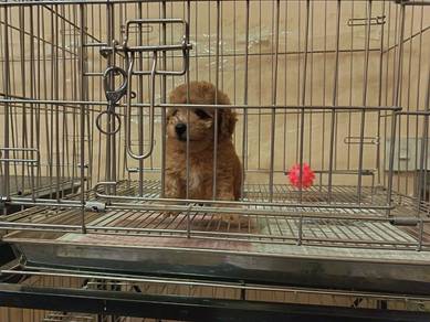 Toy Poodle Quality Puppy