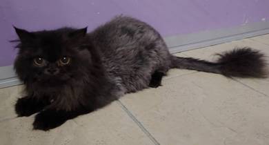 persian