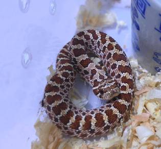 hognose snake ular jagung