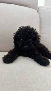 Boopable Grey Poodle Cute Baby Face Teddy Bear Pup
