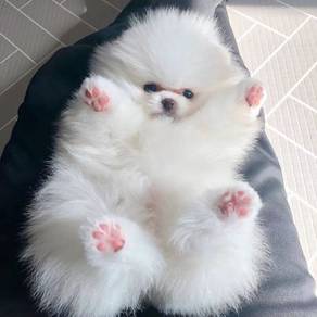 J1065 Whimpery Pomeranan Cute Baby Face Puppy Pupp