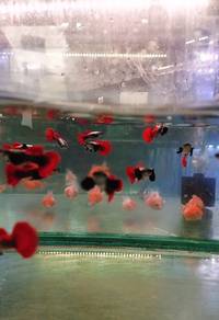 Guppy - Big Ear Red Tail