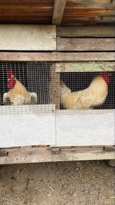 ayam Jantan Leghorn