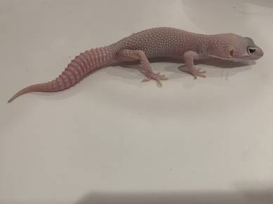 Leopard Gecko - Assorted