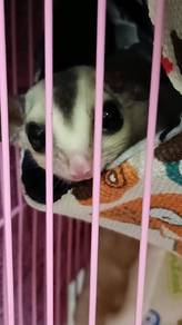Sugar glider (white face)