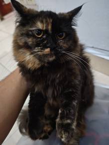 persian mix cat breed