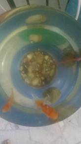 aquarium with filter