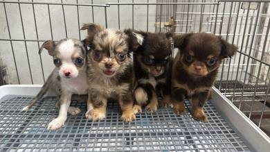 10 Chihuahua Puppies (Pet Shop) 10多只吉娃娃等家