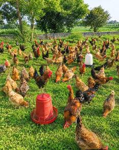 Ayam Kampung Kacuk 