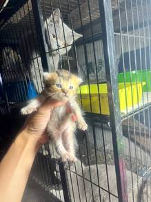 bsh kitten 