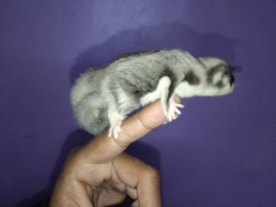 Sugar Glider 