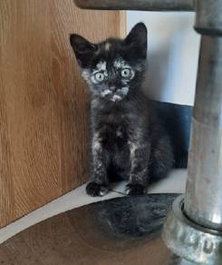 He is 50 days old kitten